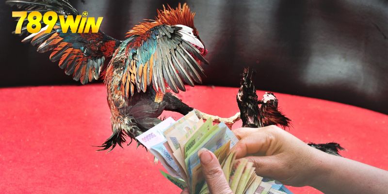 Đá Gà Thomo - Hình Thức Giải Trí Chất Lượng Nhất Một vài lưu ý cần nhớ khi sử dụng dịch vụ đá gà của 789win