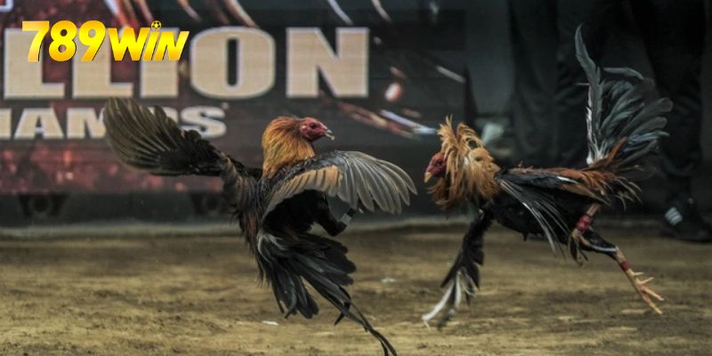 Đá Gà Thomo - Hình Thức Giải Trí Chất Lượng Nhất Không bỏ lỡ những giải đấu hàng đầu giới đá gà