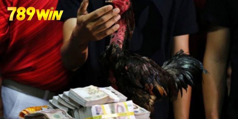 Đá Gà Thomo - Hình Thức Giải Trí Chất Lượng Nhất Thomo được coi là thánh địa của giới đá gà khu vực Đông Nam Á