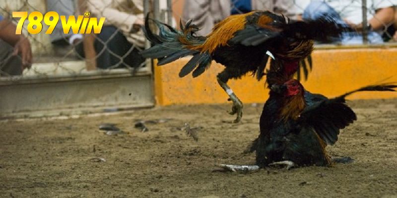 Đá Gà Thomo - Hình Thức Giải Trí Chất Lượng Nhất Đá Gà Thomo - Hình Thức Giải Trí Chất Lượng Nhất