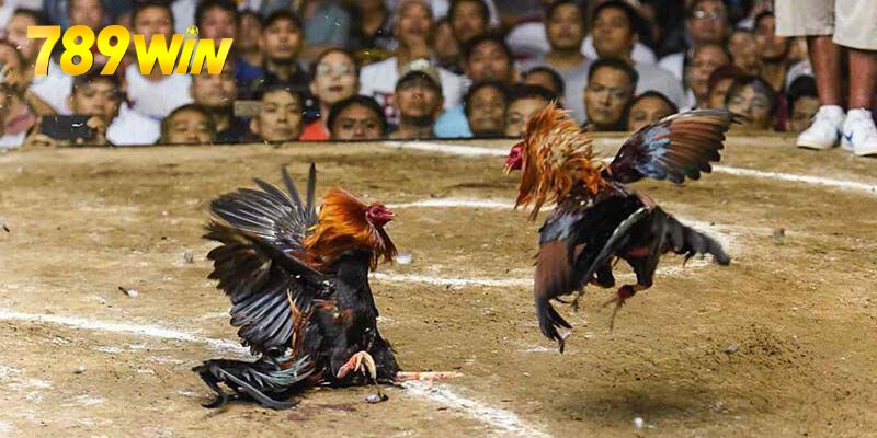 Luật Đá Gà - Cập Nhật Quy Tắc Mới Nhất Đến Từ 789win Luật Đá Gà - Cập Nhật Quy Tắc Mới Nhất Đến Từ 789win