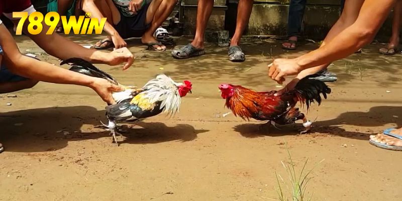 Luật Đá Gà - Cập Nhật Quy Tắc Mới Nhất Đến Từ 789win Có khá nhiều quy tắc liên quan đến kèo cược đá gà