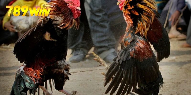 Luật Đá Gà - Cập Nhật Quy Tắc Mới Nhất Đến Từ 789win Người chơi cần lưu ý quy định liên quan đến trận tranh tài