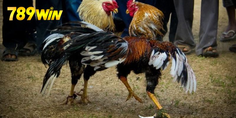 Luật Đá Gà - Cập Nhật Quy Tắc Mới Nhất Đến Từ 789win Thuộc nằm lòng thuật ngữ thường gặp trong đá gà